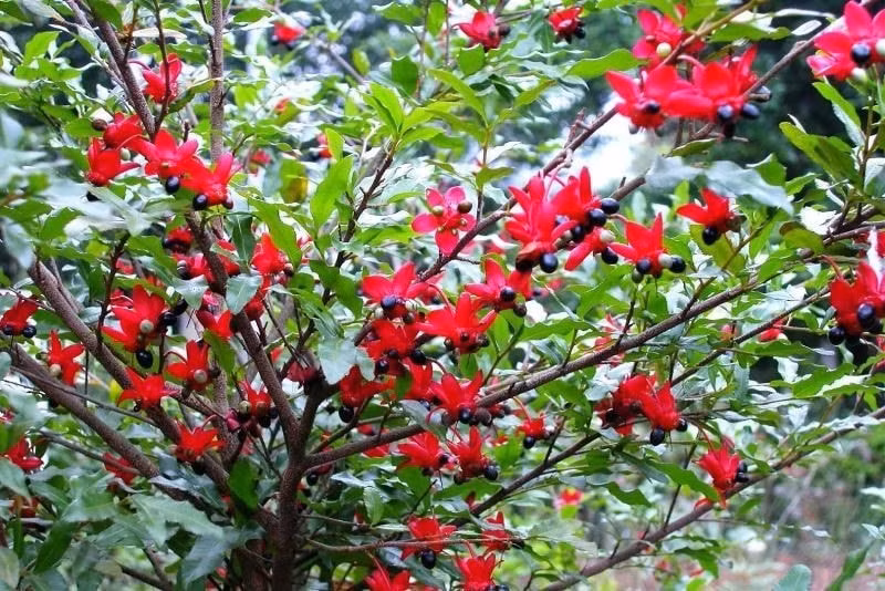 nhung loai cay phu hop voi phong thuy san vuon hinh 5