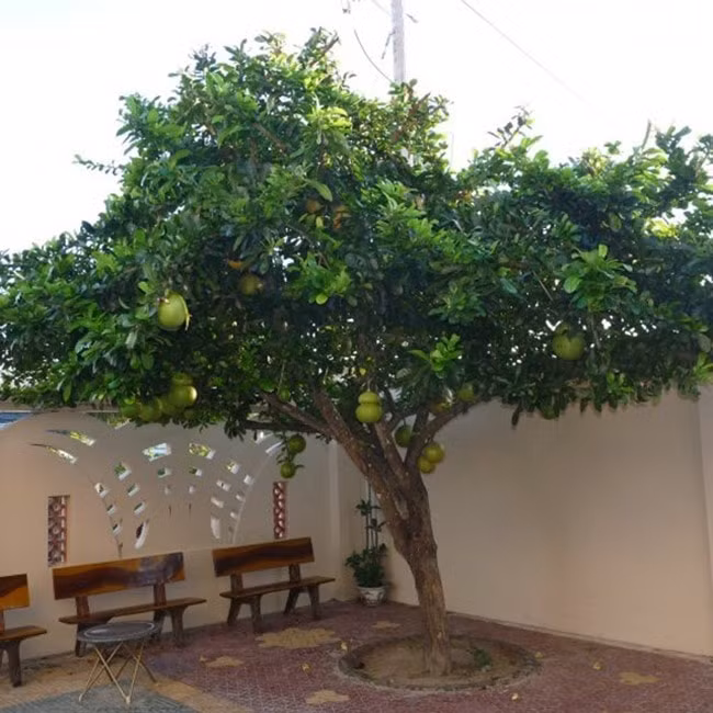 nhung loai cay phu hop voi phong thuy san vuon hinh 6
