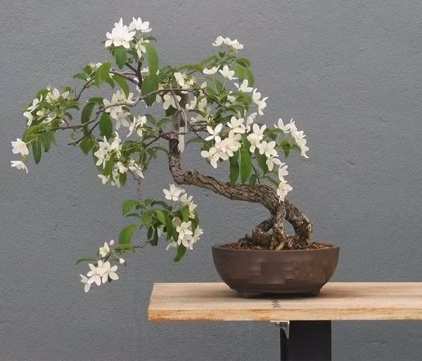 nhung loai cay phu hop voi phong thuy san vuon hinh 3