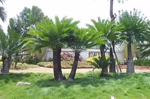 nhung loai cay phu hop voi phong thuy san vuon hinh 2