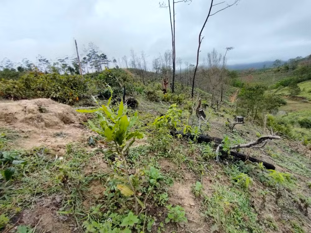 kon tum danh doi gan 200ha rung thong hang chuc nam tuoi de trong mac ca lieu co dang hinh 2