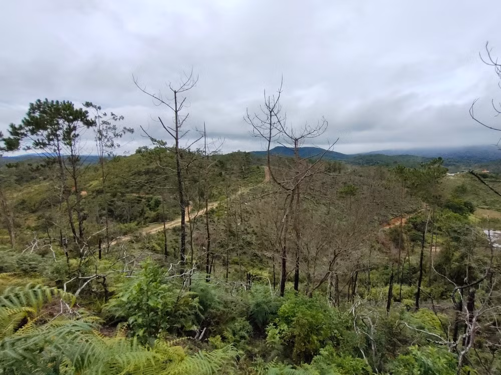 kon tum danh doi gan 200ha rung thong hang chuc nam tuoi de trong mac ca lieu co dang hinh 3