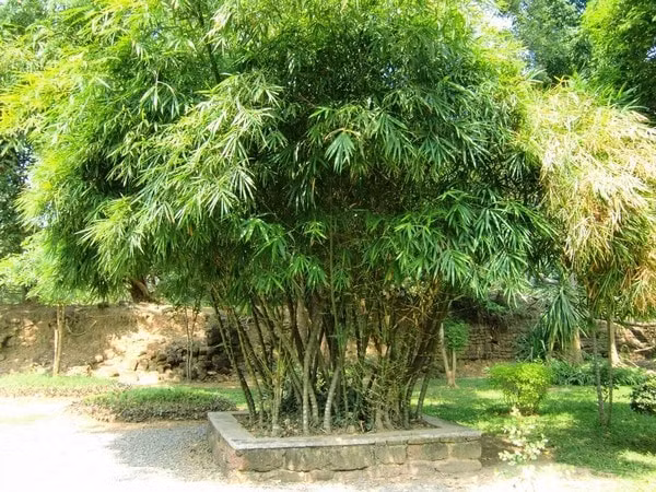 nhung loai cay canh nen trung o mat tien hinh 4