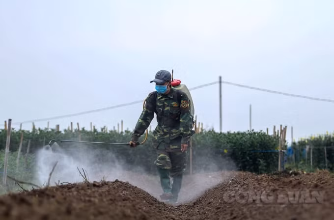Trên các cánh đồng, ngoài việc thu hoạch hoa, ở các luống đất trống, nơi hoa đã thu hoạch trong Tết, mọi người đã tất bật phun thuốc và chuẩn bị trồng vụ hoa mới.