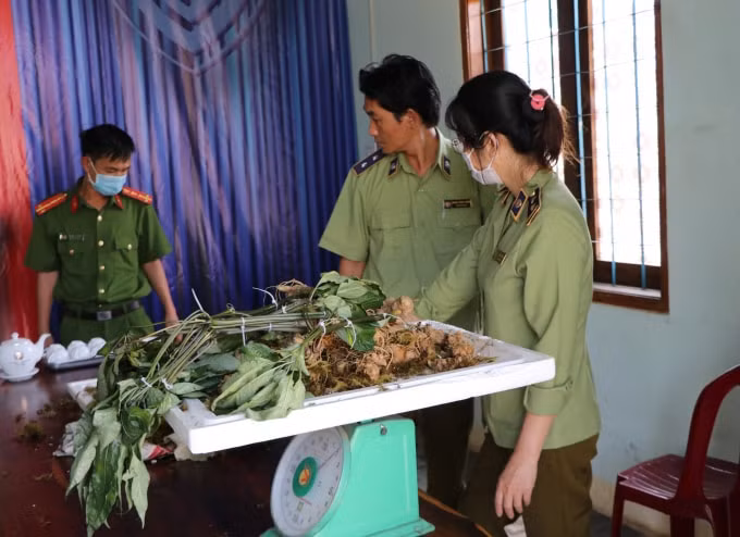 Số củ đột lốt sâm Ngọc Linh bị lực lượng chức năng bắt giữ.