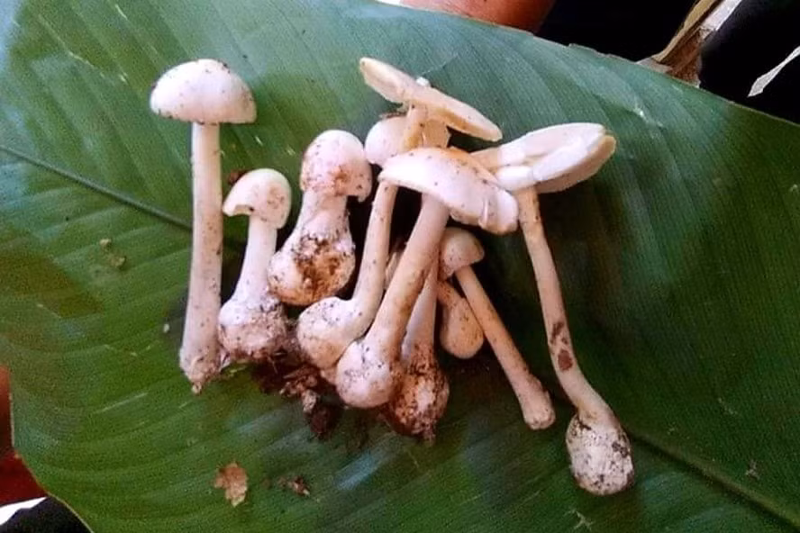 Hình ảnh cây nấm độc mà gia đình anh Tẩn Văn Líu ăn phải. Ảnh: laodong.vn