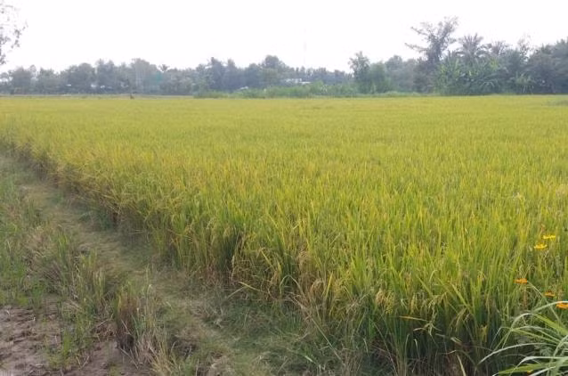 Cánh đồng lúa chín vàng tươi trên vùng “ngọt hóa” Gò Công. Ảnh: NT