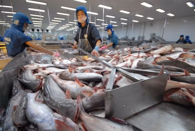 Xuất khẩu cá tra có tín hiệu tốt trong 2 tháng đầu năm 2021. Ảnh: TT