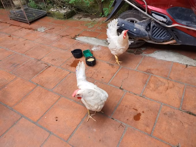 Gà được lên lịch chạy hộ hằng ngày để 