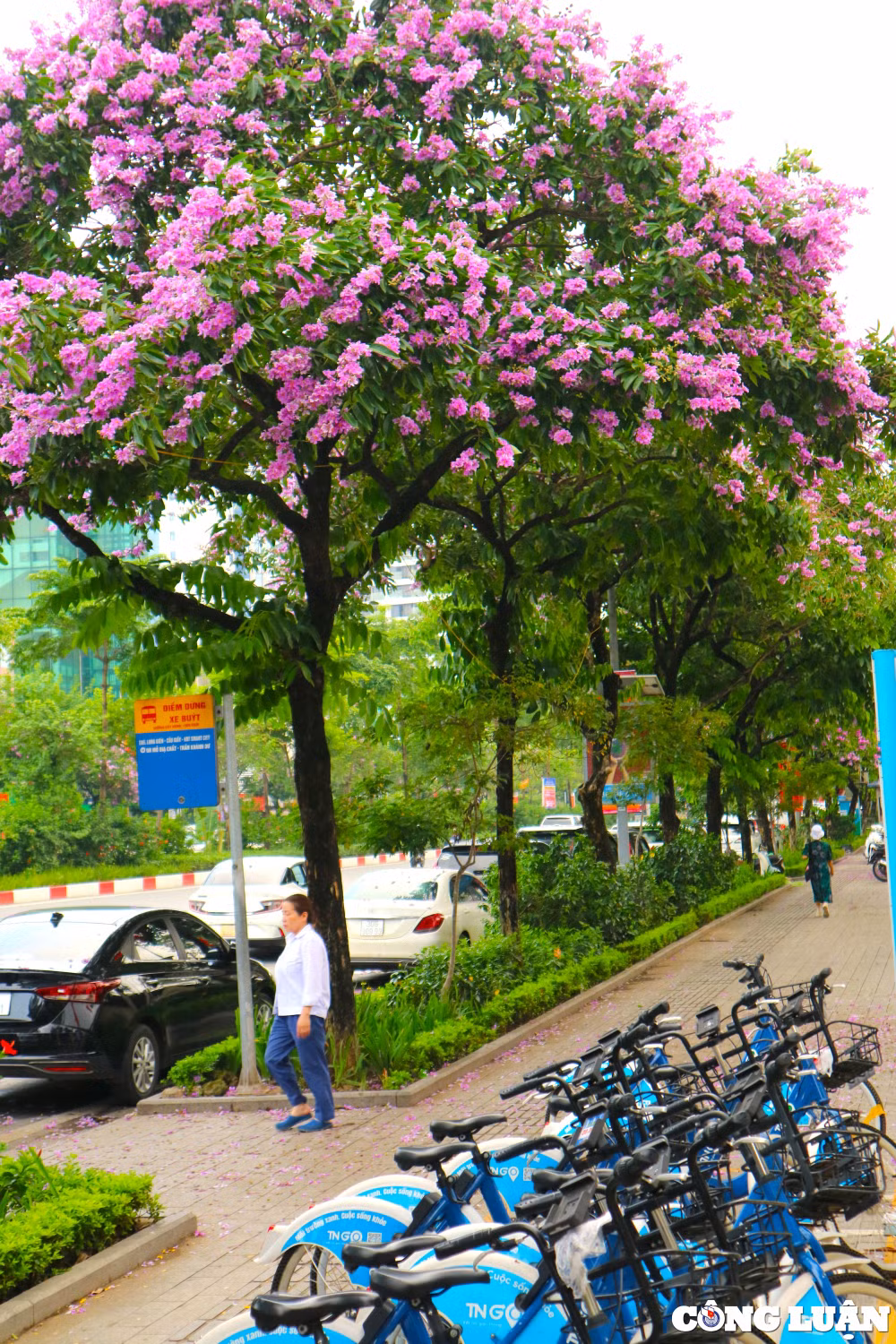 ruc ro sac tim hoa bang lang khap pho phuong ha noi hinh 4