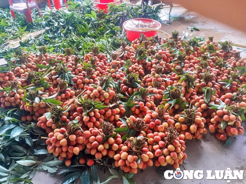 gia vai u hong chin som tang len hon 100000 dong kg nhung nong dan van kem vui hinh 2