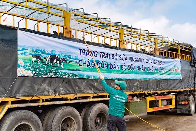 Các công tác khử khuẩn và sát trùng được Vinamilk thực hiện nghiêm ngặt trong toàn bộ quá trình tiếp nhận bò