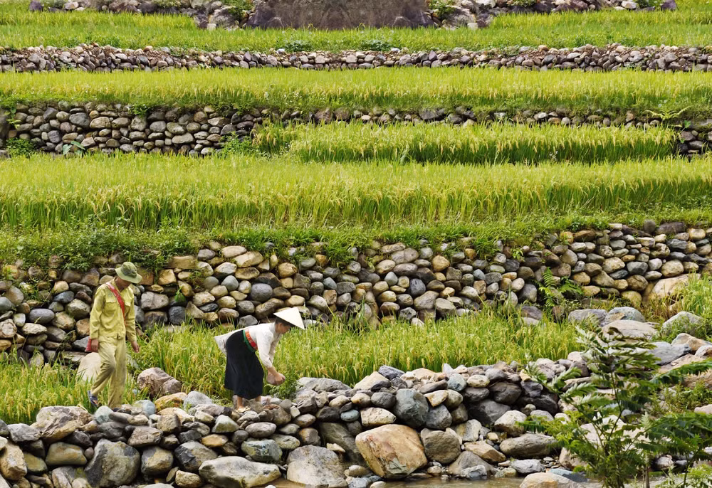 Ruộng từ những bờ đá ở xã Nậm Păm sau cơn lũ lịch sử hồi sinh. Ảnh: Nhà báo Đức Tuấn