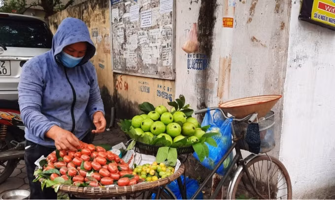 Nhót chín đỏ nhưng giá thành có dấu hiệu “hạ nhiệt”