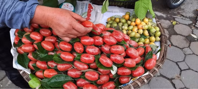 Nhót căng mọng, ngọt có giá thành cao và phải vận chuyển cẩn thận hơn.
