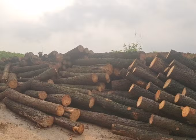 Số gỗ thông bị khai thác trái phép là 120 khúc có khối lượng 4,67 m3 .