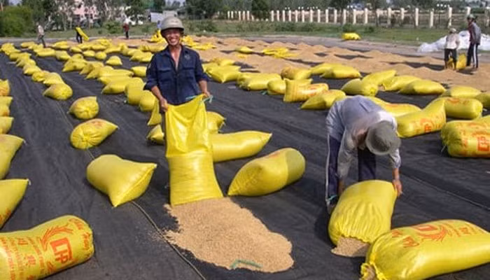 Việc thu mua lúa gạo dự trữ sẽ được thực hiện theo nguyên tắc cơ chế thị trường (Ảnh minh họa)