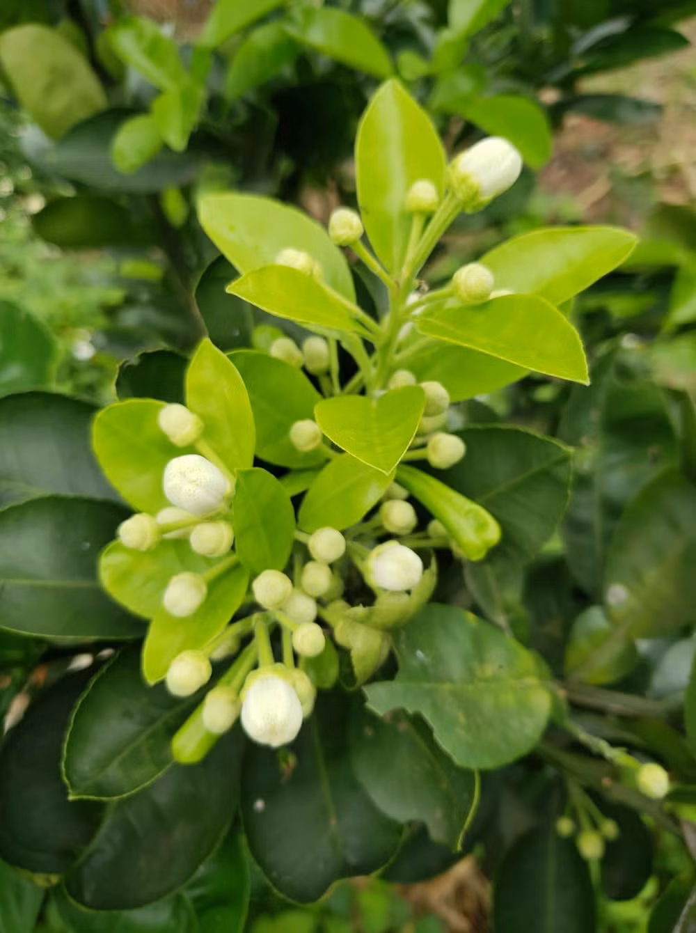 Đặc trưng của hương bưởi tạo nên những dấu ấn khó phai - Ảnh Hoàng Lan