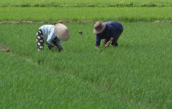 Trong năm 2019, diện tích lúa trên cả nước là 7,53 triệu ha (Ảnh minh họa)