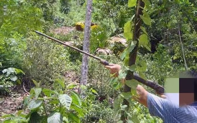 Nạn nhân bị bắn chết khi núp trong bụi cây giả tiếng gà. Ảnh minh họa.