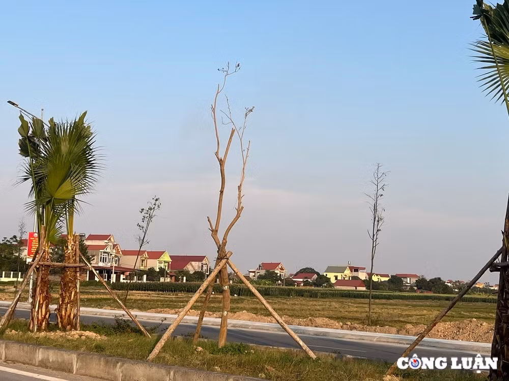 hang cay tien ty xac xo tren duong truc bac nam huyen hiep hoa tinh bac giang hinh 8