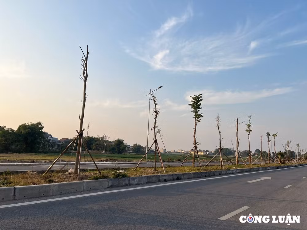 hang cay tien ty xac xo tren duong truc bac nam huyen hiep hoa tinh bac giang hinh 7