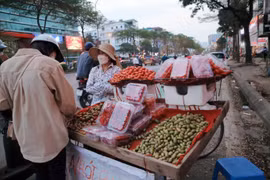 Mận hậu Sơn La đầu mùa giá chát nhưng vẫn “cháy” hàng