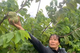 Gia Lai: Người phụ nữ “bắt” cây ra quả trên vùng đất cằn, thu hàng trăm triệu đồng/năm