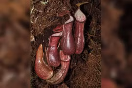 Lần đầu tiên phát hiện loài cây ăn thịt dưới lòng đất