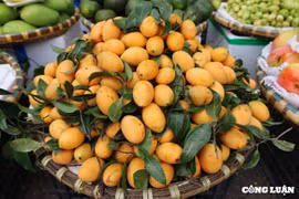 Thanh trà đầu mùa giá rẻ những vẫn “ế” khách