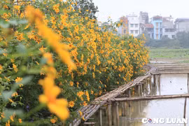 Xuất hiện vườn hoa dã quỳ ‘siêu đẹp’ giữa trung tâm thủ đô Hà Nội