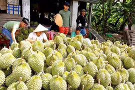 Tuân thủ quy định để xuất khẩu sầu riêng bền vững sang Trung Quốc