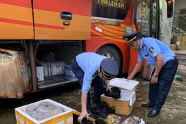 Bắt giữ xe ô tô khách vận chuyển cá thể nghi là hổ con và chân gấu, thịt hổ