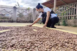 Gia Lai: Dân đổ xô lên núi nhặt "lộc rừng" kiếm bộn tiền