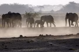 Voi giẫm chết nhà nghiên cứu ở Uganda