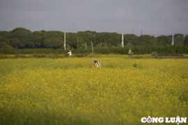 Cánh đồng hoa cải vàng bung nở tuyệt đẹp ở ngoại thành Hà Nội