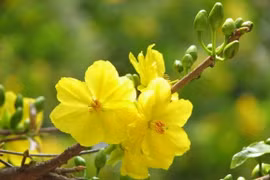 Tháng Chạp & Những nụ mai