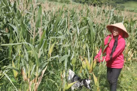 Vùng đồng bào Dân tộc thiểu số Bình Thuận: Khởi sắc nhờ các chính sách đặc thù, quan trọng