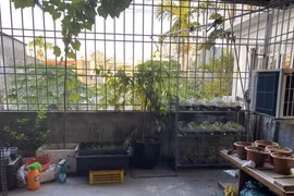 Đua nhau chi tiền trồng… rau tại nhà