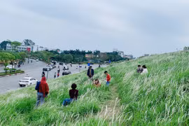 Hàng ngàn bông cỏ tranh đua nhau khoe sắc tại triền đê Long Biên