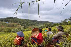 Giá gừng tươi "chạm đáy", người nông dân nơm nớp lo mất Tết
