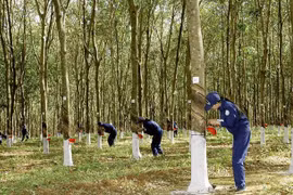 Cao su Phước Hòa (PHR) cổ phiếu vừa hồi phục, lãnh đạo liền bán ra nhiều hơn so với lượng đăng ký