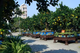 “Đột nhập” vườn bưởi cảnh tiền tỷ của nhà vườn tại Hưng Yên