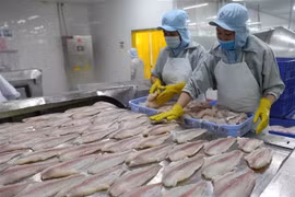 Cá tra hướng đến mục tiêu kim ngạch xuất khẩu đạt trên 1,6 tỷ USD