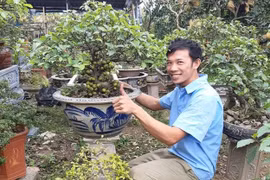Biến cây dại thành cây bonsai thu về tiền triệu mỗi tháng
