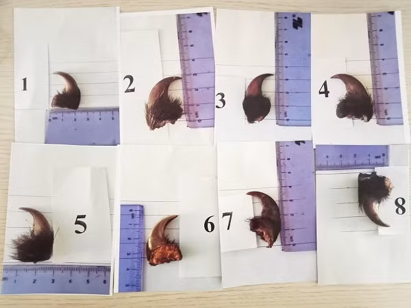 Tang vật vụ án (Ảnh: Công an huyện Vĩnh Linh)