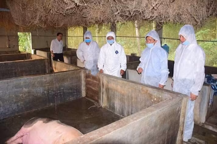 Các cơ quan chức năng đang ráo riết kiểm tra, sử dụng các biện pháp ngăn chặn lây lan của dịch bệnh nguy hiểm này.