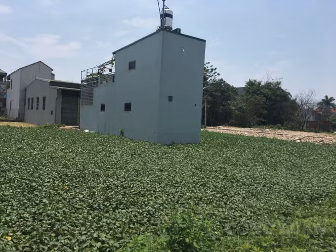 Khu vực Cây Hôi vốn là đất nông nghiệp nhưng bị chính quyền xã Đức Giang thời điểm trước đó bán trái thẩm quyền. Các hộ dân đều xác nhận đây là đất ruộng cấy và đua nhau ra đây làm nhà ở, mua bán chuyển nhượng đất nông nghiệp.