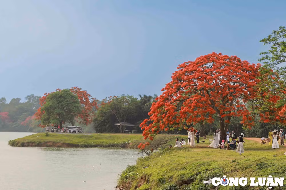 cay hoa phuong vi bung no ruc ro gay sot tai dong anh hinh 2