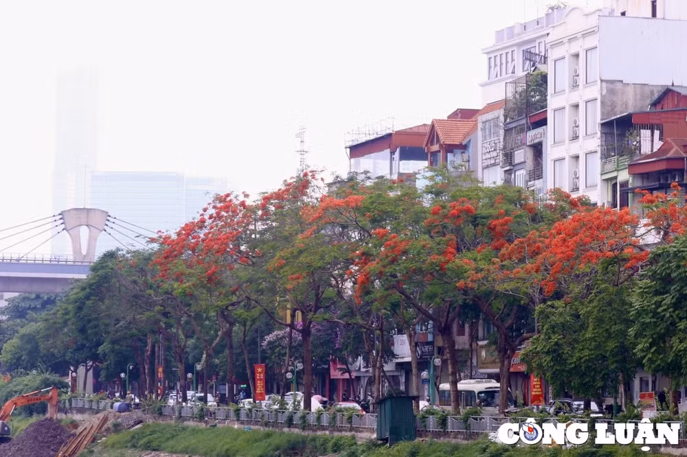 hoa phuong vi khoe sac do ruc ro khap pho phuong ha noi hinh 1